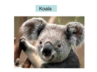 Koala
 