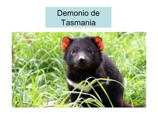 Demonio de
Tasmania
 