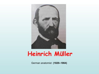 Heinrich Müller
German anatomist (1820–1864)
 