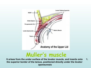 Muller’s muscle
1.It arises from the under surface of the levator muscle, and inserts onto
the superior border of the tarsus, positioned directly under the levator
aponeurosis
 