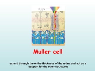 Muller cell
extend through the entire thickness of the retina and act as a
support for the other structures
 