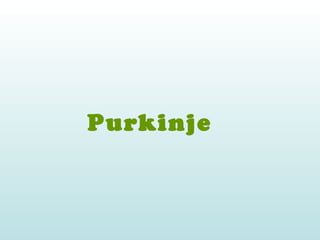 Purkinje  
 