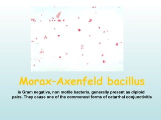 Morax–Axenfeld bacillus
is Gram negative, non motile bacteria, generally present as diploid 
pairs. They cause one of the commonest forms of catarrhal conjunctivitis
 
