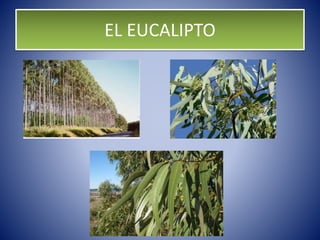 EL EUCALIPTO
 