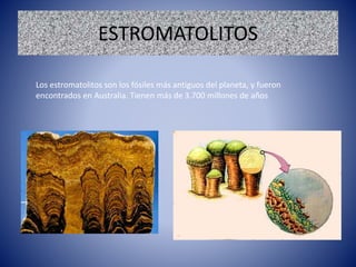 ESTROMATOLITOS
Los estromatolitos son los fósiles más antiguos del planeta, y fueron
encontrados en Australia. Tienen más de 3.700 millones de años
 