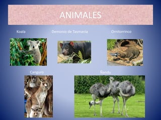 ANIMALES
Koala
Canguro
Demonio de Tasmania
Ñandu
Ornitorrinco
 