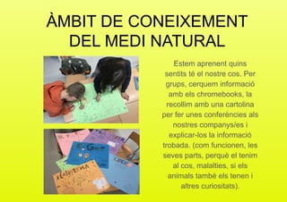 ÀMBIT DE CONEIXEMENT
DEL MEDI NATURAL
Estem aprenent quins
sentits té el nostre cos. Per
grups, cerquem informació
amb els chromebooks, la
recollim amb una cartolina
per fer unes conferències als
nostres companys/es i
explicar-los la informació
trobada. (com funcionen, les
seves parts, perquè el tenim
al cos, malalties, si els
animals també els tenen i
altres curiositats).
 