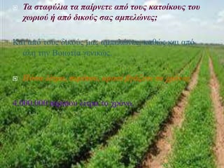  Τα σταφύλια τα παίρνετε από τους κατοίκους του
χωριού ή από δικούς σας αμπελώνες;
Και από τους δικούς μας αμπελώνες, καθώς και από
όλη την Βοιωτία γενικώς.
 Πόσα λίτρα, περίπου, κρασί βγάζετε το χρόνο;
4.000.000 περίπου λίτρα το χρόνο.
 