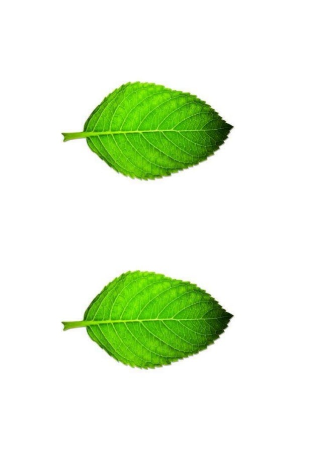 Epal Utk Gantung Pohon Ilmu Anggur Daun