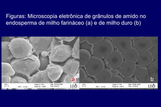 Figuras: Microscopia eletrônica de grânulos de amido no
endosperma de milho farináceo (a) e de milho duro (b)
a b
 