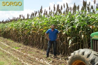 SORGO
 