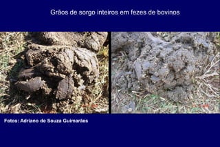 Fotos: Adriano de Souza Guimarães
Grãos de sorgo inteiros em fezes de bovinos
 