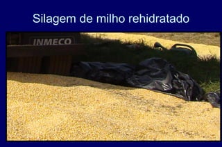 Silagem de milho rehidratado
 