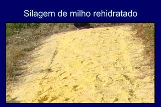 Silagem de milho rehidratado
 
