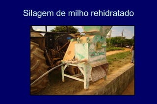 Silagem de milho rehidratado
 