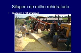 Silagem de milho rehidratado
• Moagem e rehidratação
 