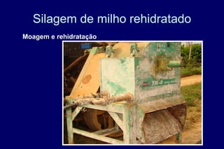Silagem de milho rehidratado
Moagem e rehidratação
 