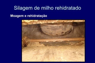 Silagem de milho rehidratado
Moagem e rehidratação
 