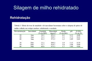 Silagem de milho rehidratado
Rehidratação
 
