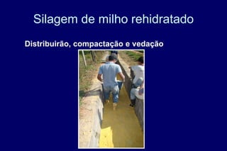 Silagem de milho rehidratado
Distribuirão, compactação e vedação
 