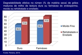 54,3
71,6
64,2
77,5
Degradabilidade efetiva no rúmen (% da matéria seca) de grãos
maduros de milho de textura dura ou farinácea do endosperma,
moído ou rehidratado e ensilado.
Fonte: Pereira, 2014.
 