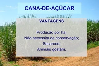 CANA-DE-AÇÚCAR
VANTAGENS
Produção por ha;
Não necessita de conservação;
Sacarose;
Animais gostam.
 