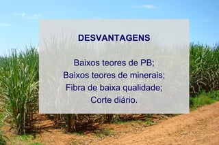 DESVANTAGENS
Baixos teores de PB;
Baixos teores de minerais;
Fibra de baixa qualidade;
Corte diário.
 