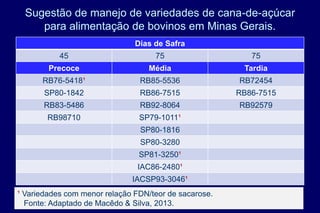 Sugestão de manejo de variedades de cana-de-açúcar
para alimentação de bovinos em Minas Gerais.
Dias de Safra
45 75 75
Precoce Média Tardia
RB76-5418¹ RB85-5536 RB72454
SP80-1842 RB86-7515 RB86-7515
RB83-5486 RB92-8064 RB92579
RB98710 SP79-1011¹
SP80-1816
SP80-3280
SP81-3250¹
IAC86-2480¹
IACSP93-3046¹
¹ Variedades com menor relação FDN/teor de sacarose.
Fonte: Adaptado de Macêdo & Silva, 2013.
 