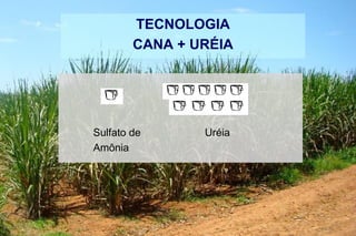 TECNOLOGIA
CANA + URÉIA
Sulfato de Uréia
Amônia
 