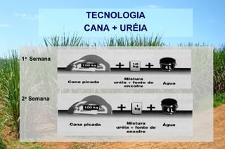 TECNOLOGIA
CANA + URÉIA
1a Semana
2a Semana
 