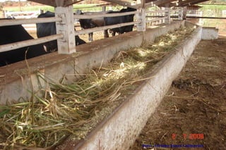 Foto: Adriano Souza Guimarães
 