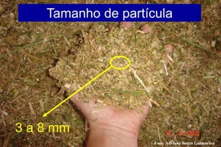 Tamanho de partícula
3 a 8 mm
Foto: Adriano Souza Guimarães
 