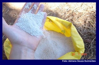 Foto: Adriano Souza Guimarães
 