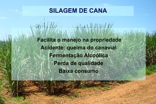 SILAGEM DE CANA
Facilita o manejo na propriedade
Acidente: queima do canavial
Fermentação Alcoólica
Perda de qualidade
Baixa consumo
 