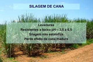 SILAGEM DE CANA
Leveduras
Resistentes a baixo pH – 3,5 a 6,5
Silagem não estabiliza
Perde efeito da cana madura
 