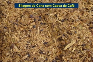 Silagem de Cana com Casca de Café
 