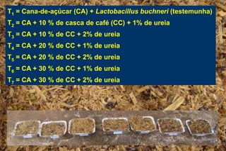 T1 = Cana-de-açúcar (CA) + Lactobacillus buchneri (testemunha)
T2 = CA + 10 % de casca de café (CC) + 1% de ureia
T3 = CA + 10 % de CC + 2% de ureia
T4 = CA + 20 % de CC + 1% de ureia
T5 = CA + 20 % de CC + 2% de ureia
T6 = CA + 30 % de CC + 1% de ureia
T7 = CA + 30 % de CC + 2% de ureia
 
