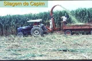 Silagem de Capim
 