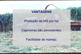 VANTAGENS
Produção de MS por ha;
Capineiras são persistentes;
Facilidade de manejo.
 