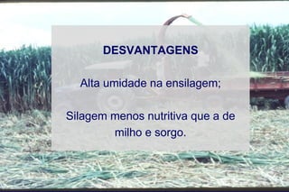 DESVANTAGENS
Alta umidade na ensilagem;
Silagem menos nutritiva que a de
milho e sorgo.
 