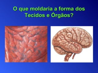 O que moldaria a forma dos Tecidos e Órgãos? 