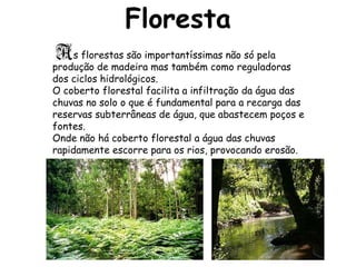 Floresta s florestas são importantíssimas não só pela produção de madeira mas também como reguladoras dos ciclos hidrológicos. O coberto florestal facilita a infiltração da água das chuvas no solo o que é fundamental para a recarga das reservas subterrâneas de água, que abastecem poços e fontes. Onde não há coberto florestal a água das chuvas rapidamente escorre para os rios, provocando erosão.  