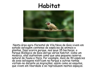 Habitat Nesta área agro-florestal de Vila Nova de Gaia vivem em estado selvagem centenas de espécies de animais e plantas. Isso ocorre porque, nos seus 35 hectares, o Parque Biológico de Gaia abriga vários habitat. Como um mosaico, eles sustentam como que uma pequena reserva natural de fauna e flora. Por exemplo, mais de 40 espécies de aves selvagens nidificam no Parque e outras tantas visitam-no durante as migrações; assim como os esquilos, que vivem em liberdade e se reproduzem nestes espaços. 