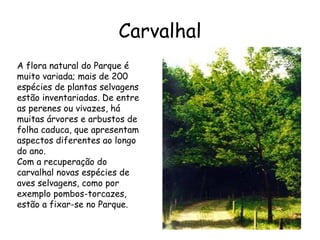 Carvalhal A flora natural do Parque é muito variada; mais de 200 espécies de plantas selvagens estão inventariadas. De entre as perenes ou vivazes, há muitas árvores e arbustos de folha caduca, que apresentam aspectos diferentes ao longo do ano. Com a recuperação do carvalhal novas espécies de aves selvagens, como por exemplo pombos-torcazes, estão a fixar-se no Parque.   