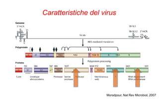 Moradpour, Nat Rev Microbiol, 2007
Caratteristiche del virus
 