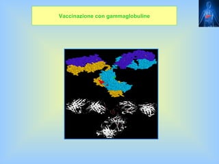 Vaccinazione con gammaglobuline
 
