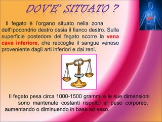 Il fegato è l’organo situato nella zona
dell’Ipocondrio destro ossia il fianco destro. Sulla
superficie posteriore del fegato scorre la vena
cava inferiore, che raccoglie il sangue venoso
proveniente dagli arti inferiori e dai reni.




  Il fegato pesa circa 1000-1500 grammi e le sue dimensioni
       sono mantenute costanti rispetto al peso corporeo,
 aumentando o diminuendo in base ad esso.
 