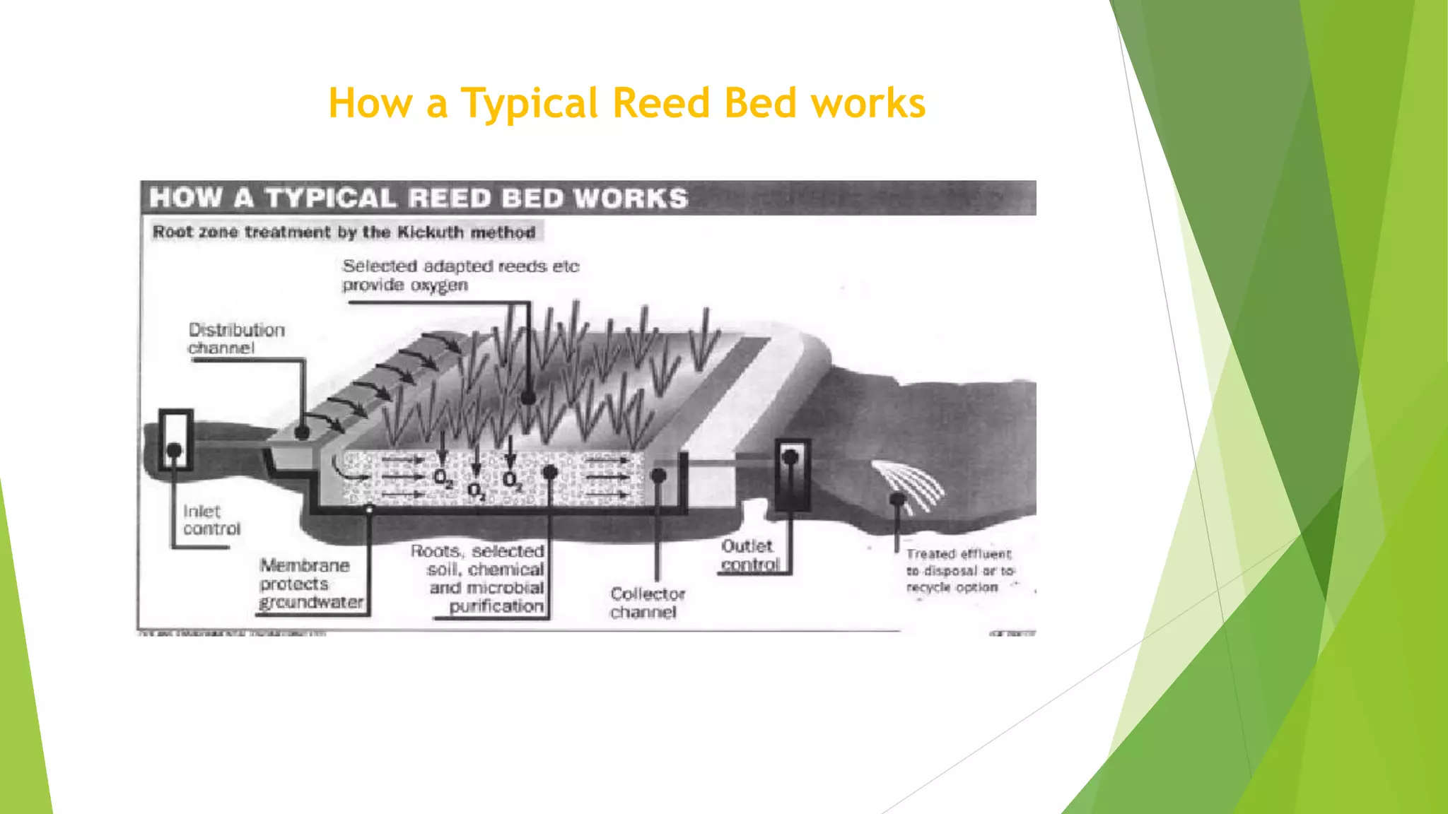 The use of reed beds for the treatment of sewage and wastewater. PPT
