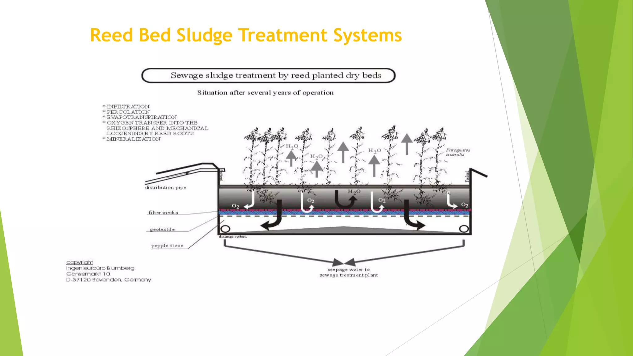 The use of reed beds for the treatment of sewage and wastewater. PPT