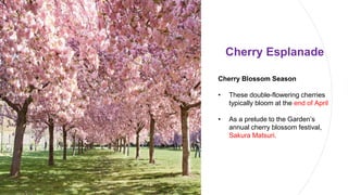 Cherry Esplanade
Cherry Blossom Season
• These double-flowering cherries
typically bloom at the end of April
• As a prelude to the Garden’s
annual cherry blossom festival,
Sakura Matsuri.
 
